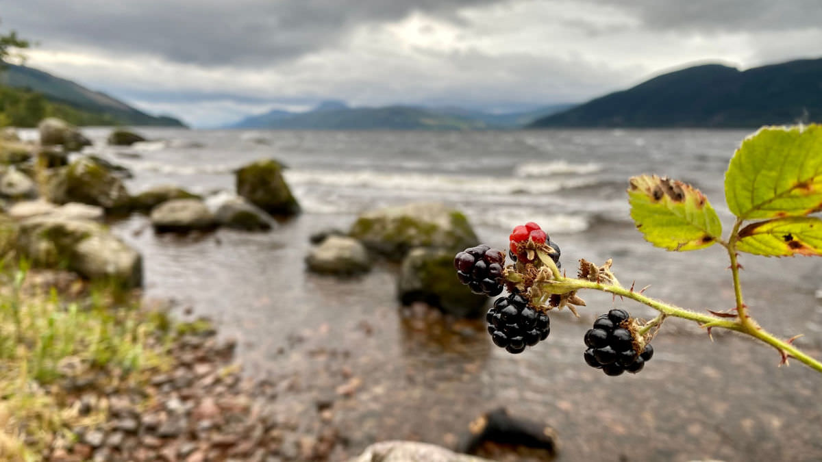 Ripe blackberries around the Loch Ness