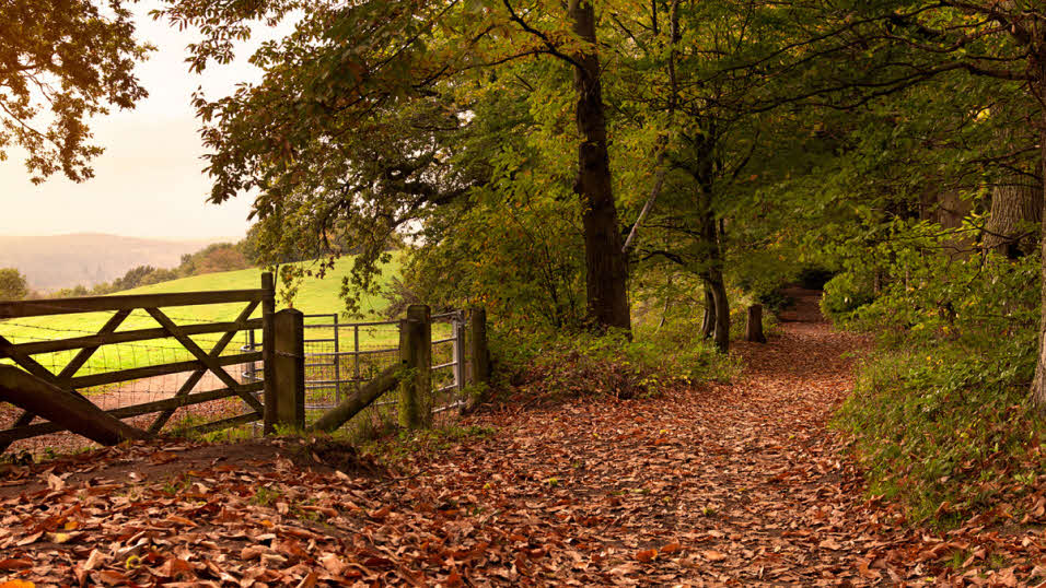 Wooded path and gated field in the Surrey Hills